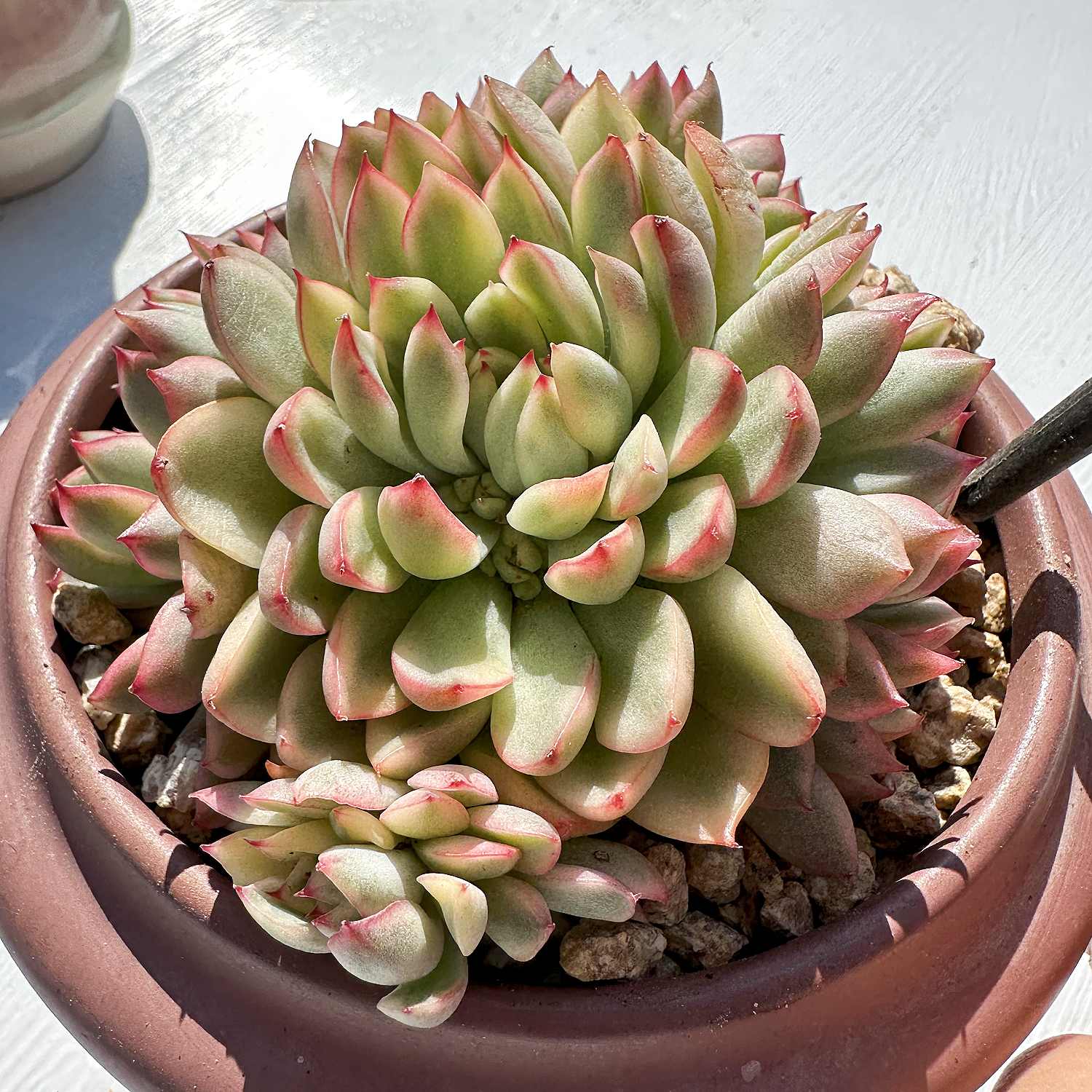 mebina succulent Echeveria Mebina Variegata