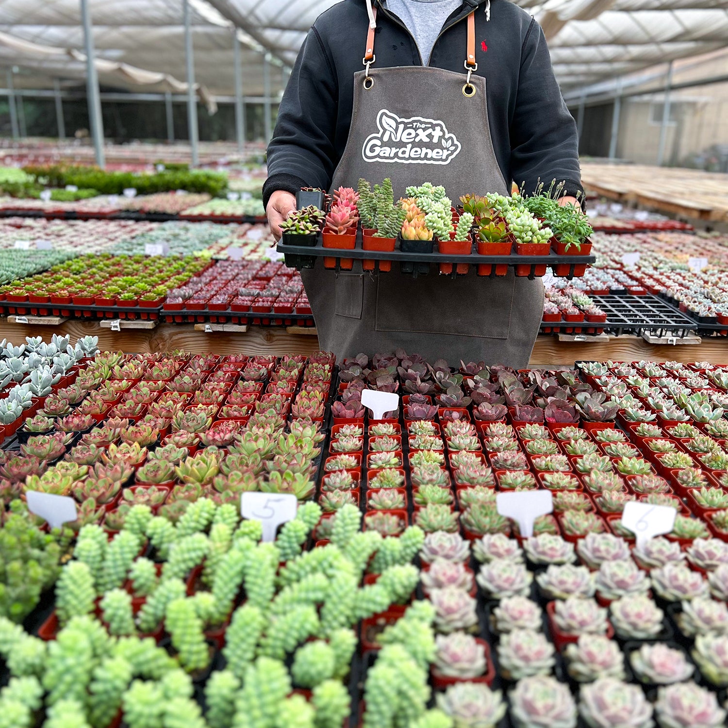 succulent suppliers near me Assorted 2'' Succulent Sets, Wholesale Succulents