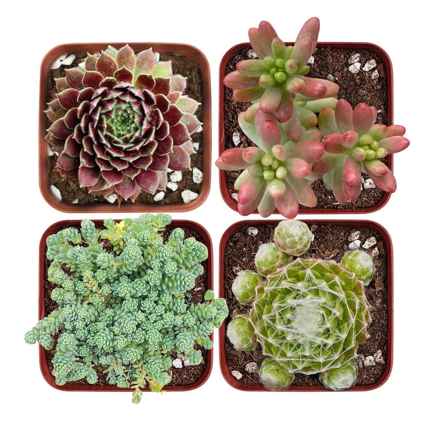 succulents set Winter Hardy Succulent Set (Fixed Varieties)