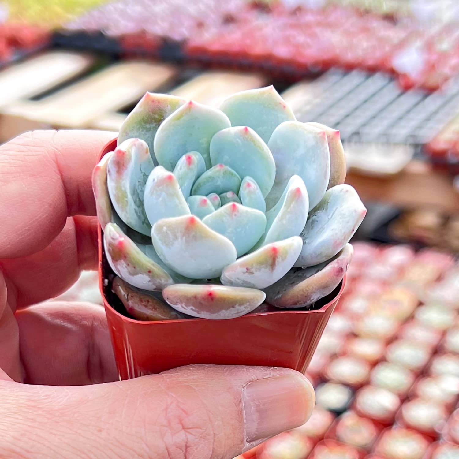 orange succulents x Graptoveria 'Orange Sherbet'