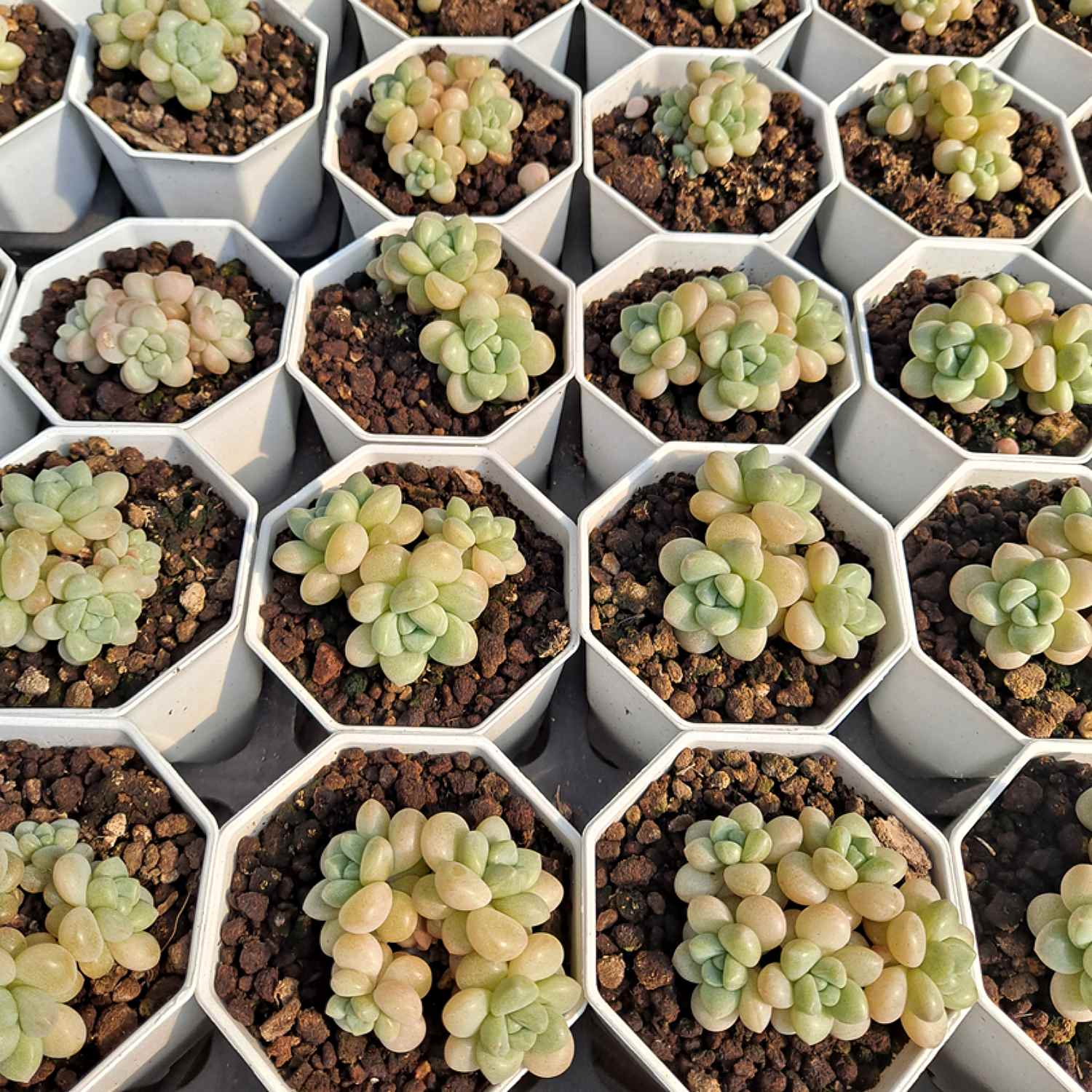 succulents that look like bubbles x Pachyveria 'Bubble Candy'