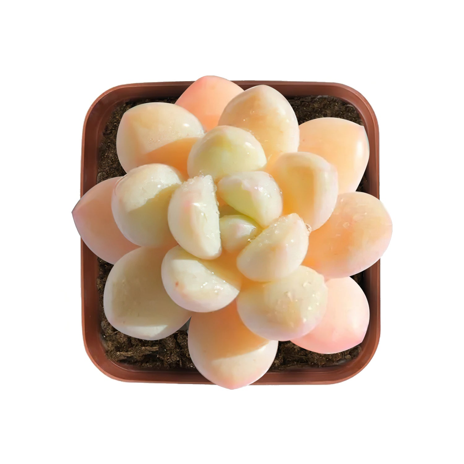succulent sweets x Pachyveria 'Bubble Candy' – Thenextgardener
