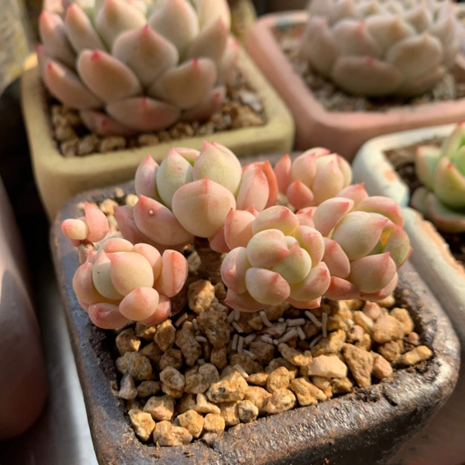 a grim one succulent x Graptoveria 'A Grim One'