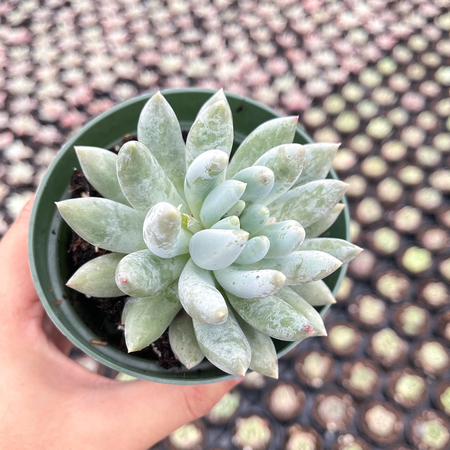succulent plant that looks like fingers x Pachyveria 'Angel's Finger' (4 inch)