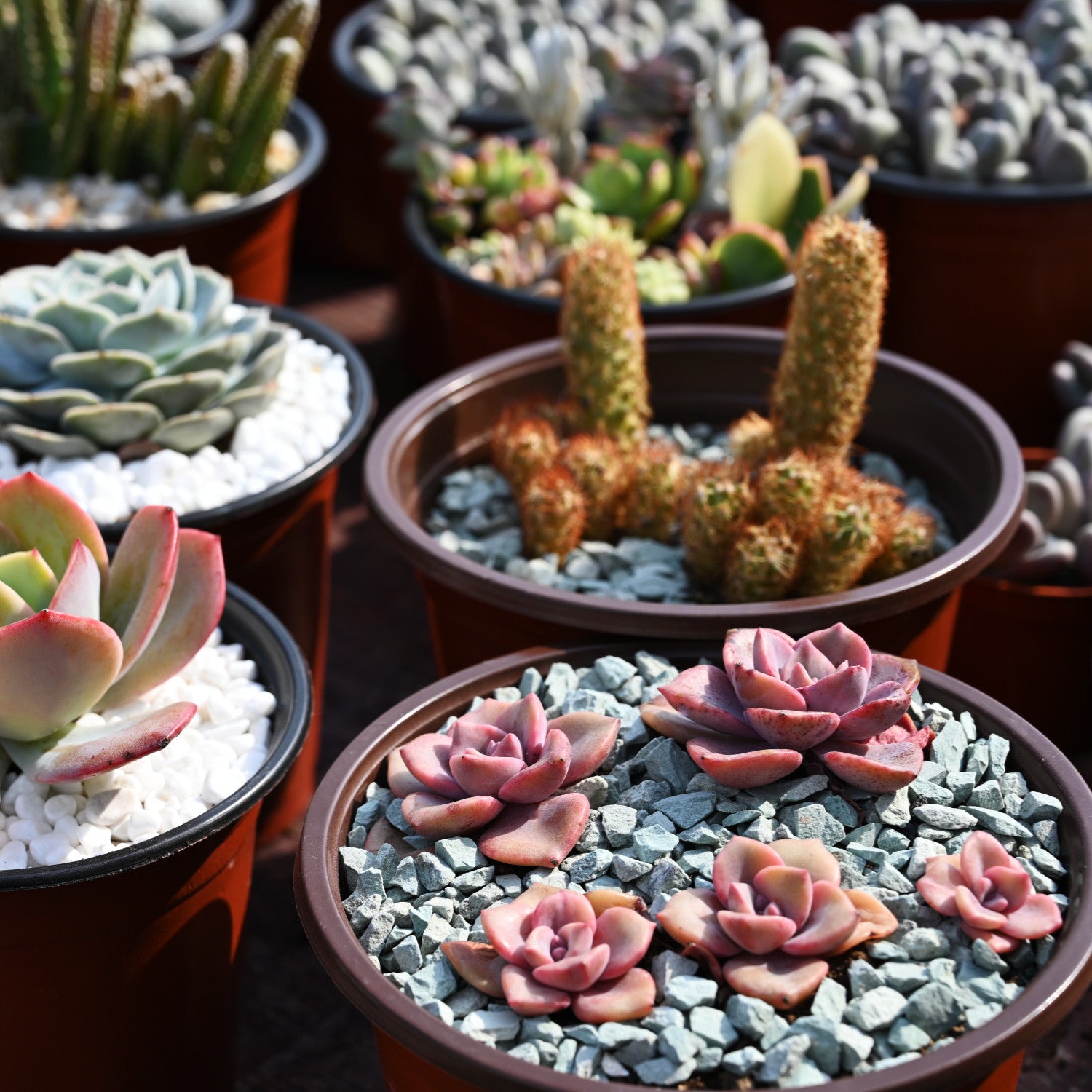 zeolite succulents Green Zeolite Rocks for Succulents and Cactus Top Dressing, Soil Amendments