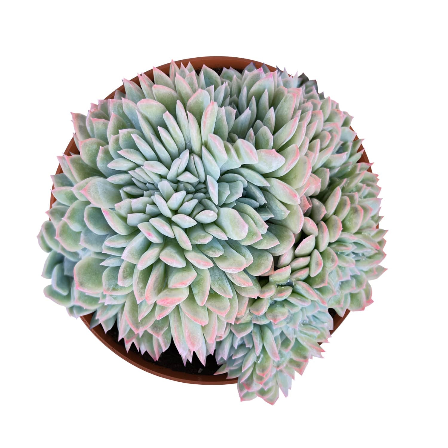 suryeon succulent Crested Echeveria 'Suryeon' (6 inch)