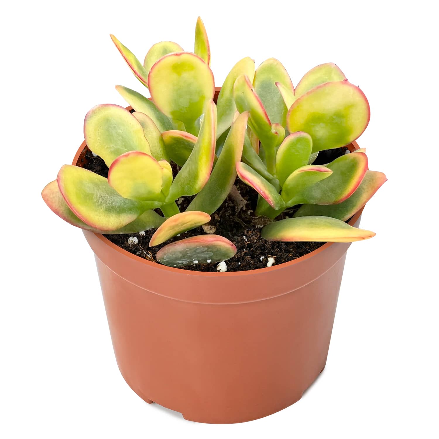 hummel's sunset jade plant Crassula Ovata 'Hummel Sunset' (4 inch) 1 Plant / Nursery pot