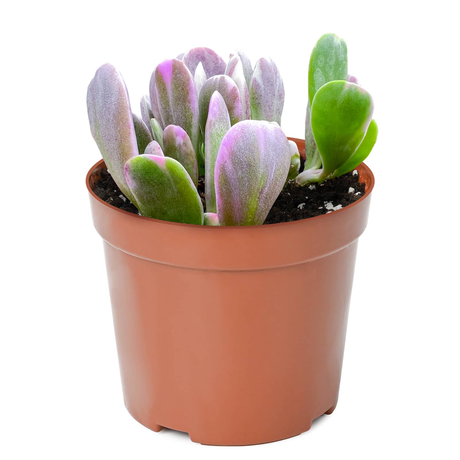 hanging jade plant for sale Senecio Jacobsenii/ Trailing Jade (4 inch) 3 Plants