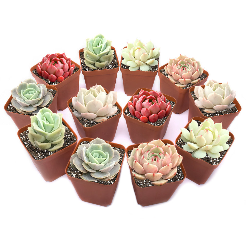 succulent plants on amazon Assorted Rosette Succulent Plants