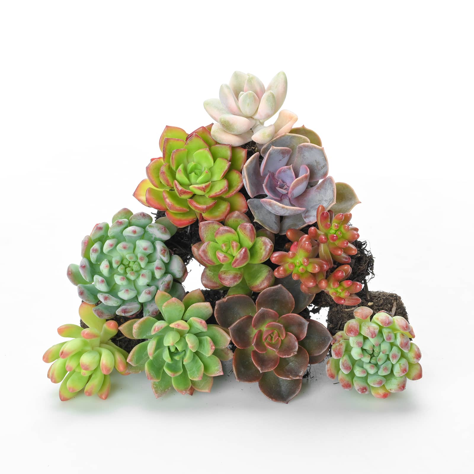 succulent plugs 10 Assorted Succulent Plugs (10 Varieties)