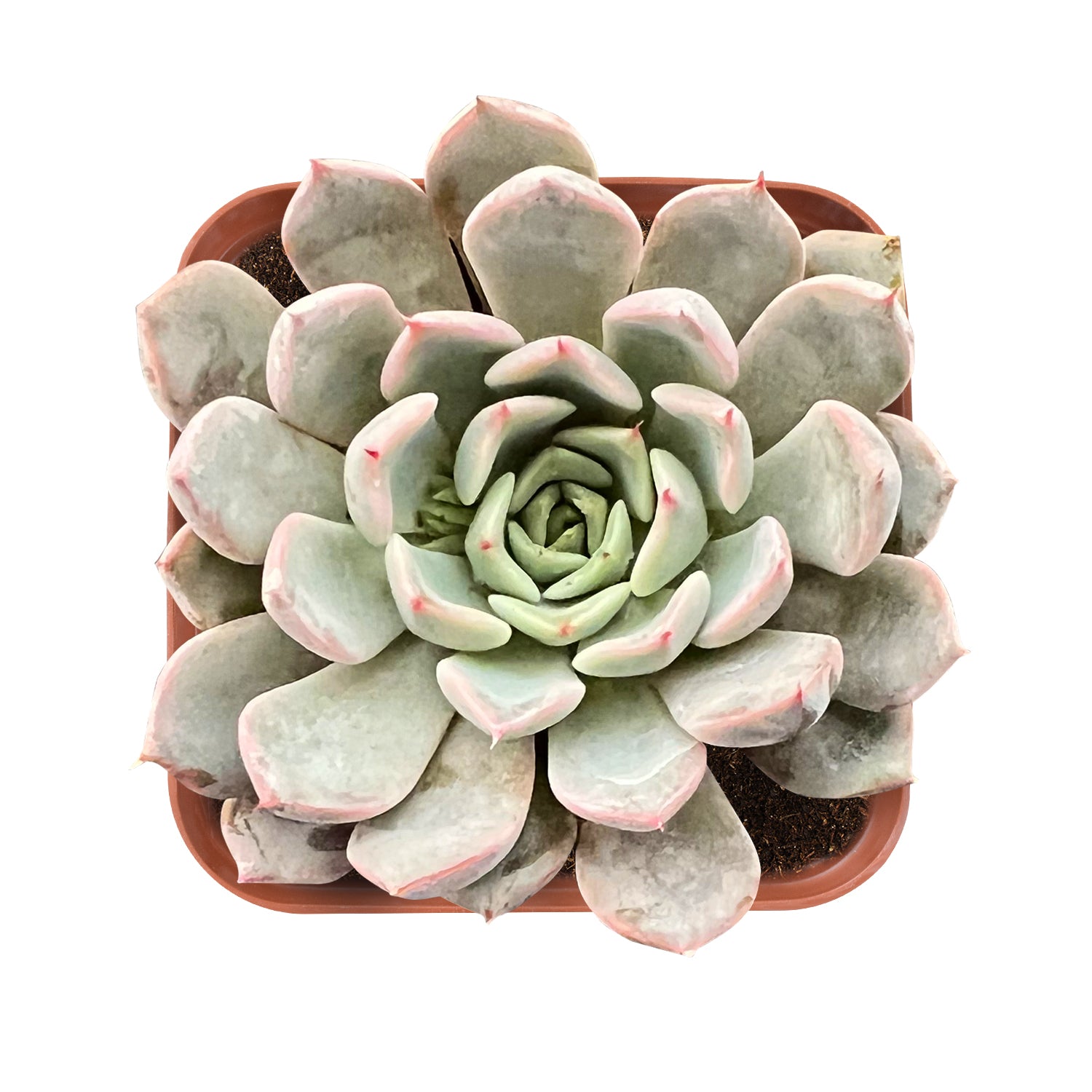 rosea succulent Echeveria Texensis Rosea
