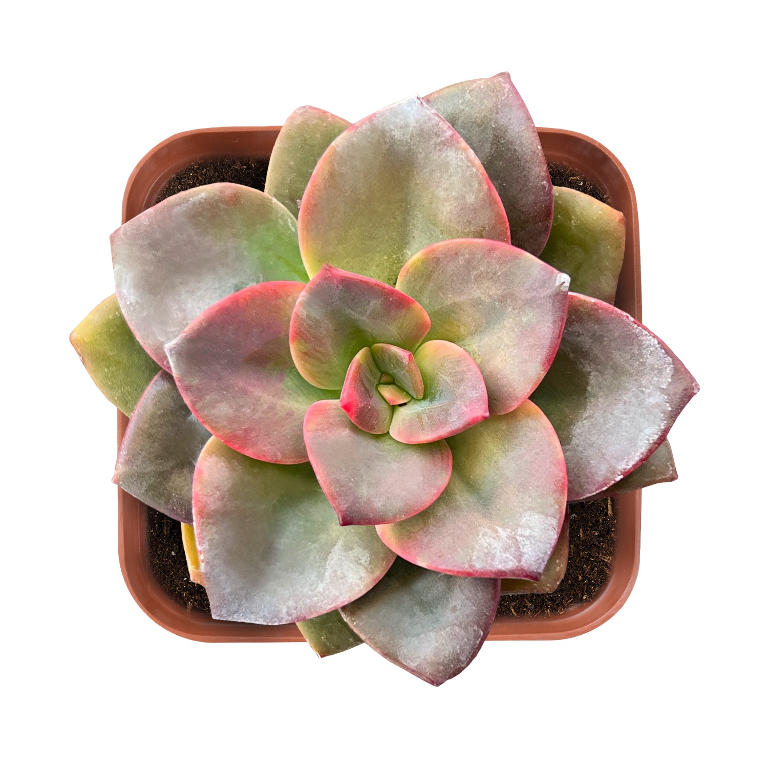 chroma succulent care Echeveria Chroma – Thenextgardener