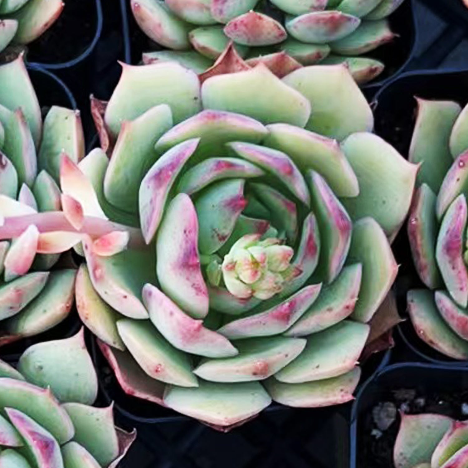 ramillette succulent Echeveria 'Ramillette' – Thenextgardener