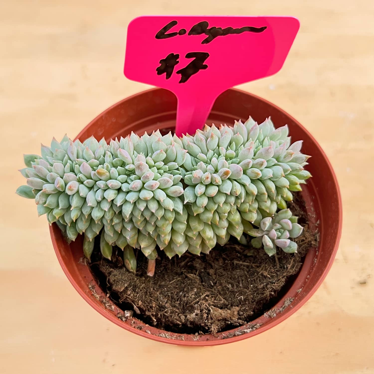 chrissy and ryan succulents Crested Echeveria 'Chrissy N ryan' (4 inch)