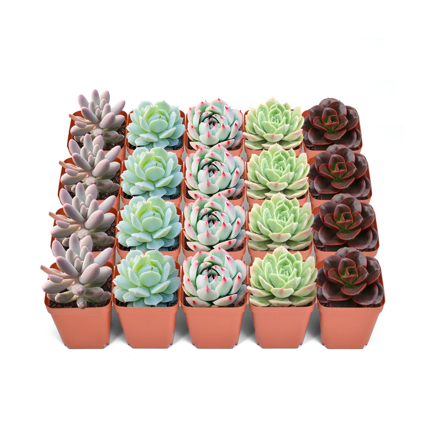 succulent plants for sale philippines 20 Assorted Rosette Succulents in 2'' Pots, Rose Succulents