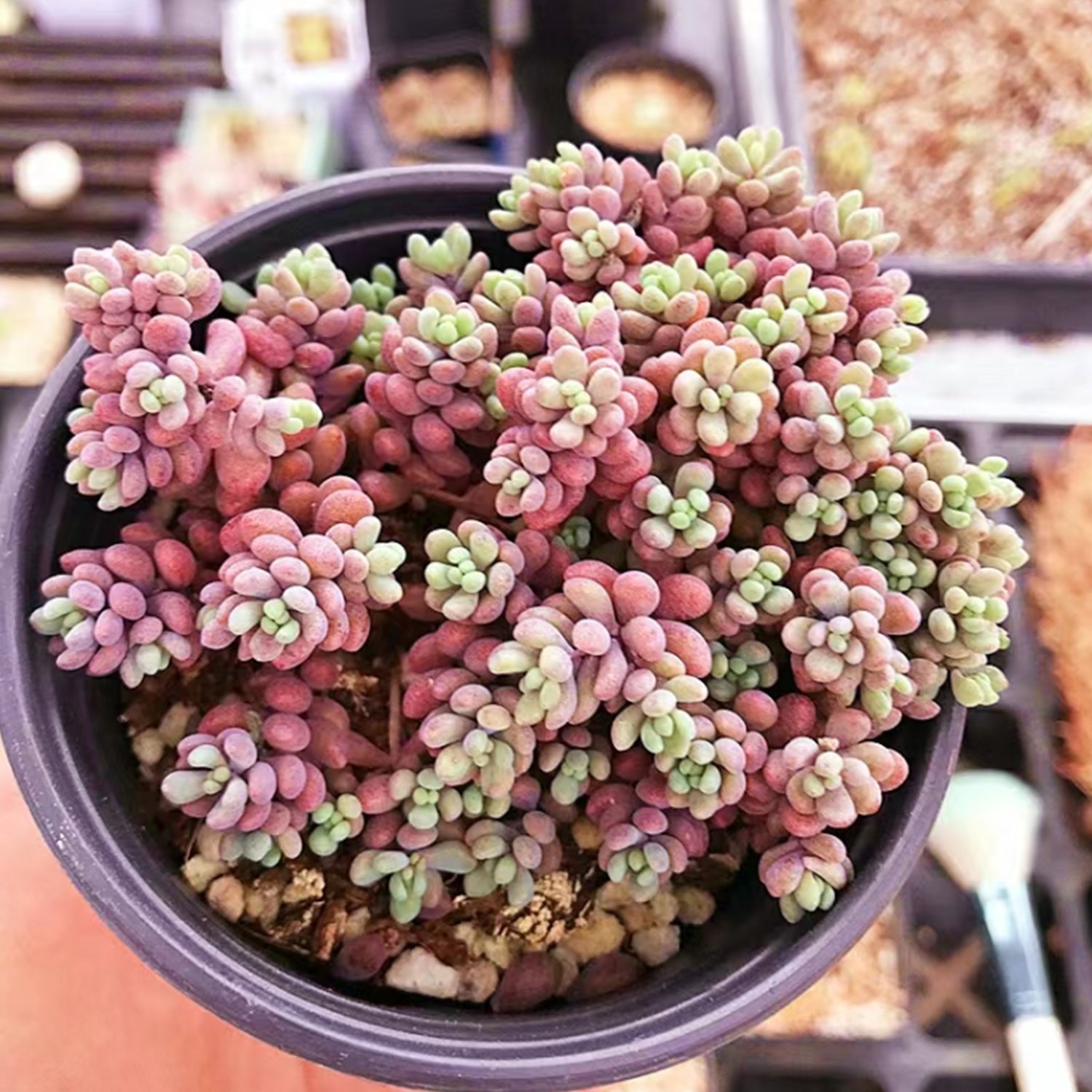 corsican stonecrop succulent Sedum Dasyphyllum 'Minor'/Corsican Stonecrop (4 inch)