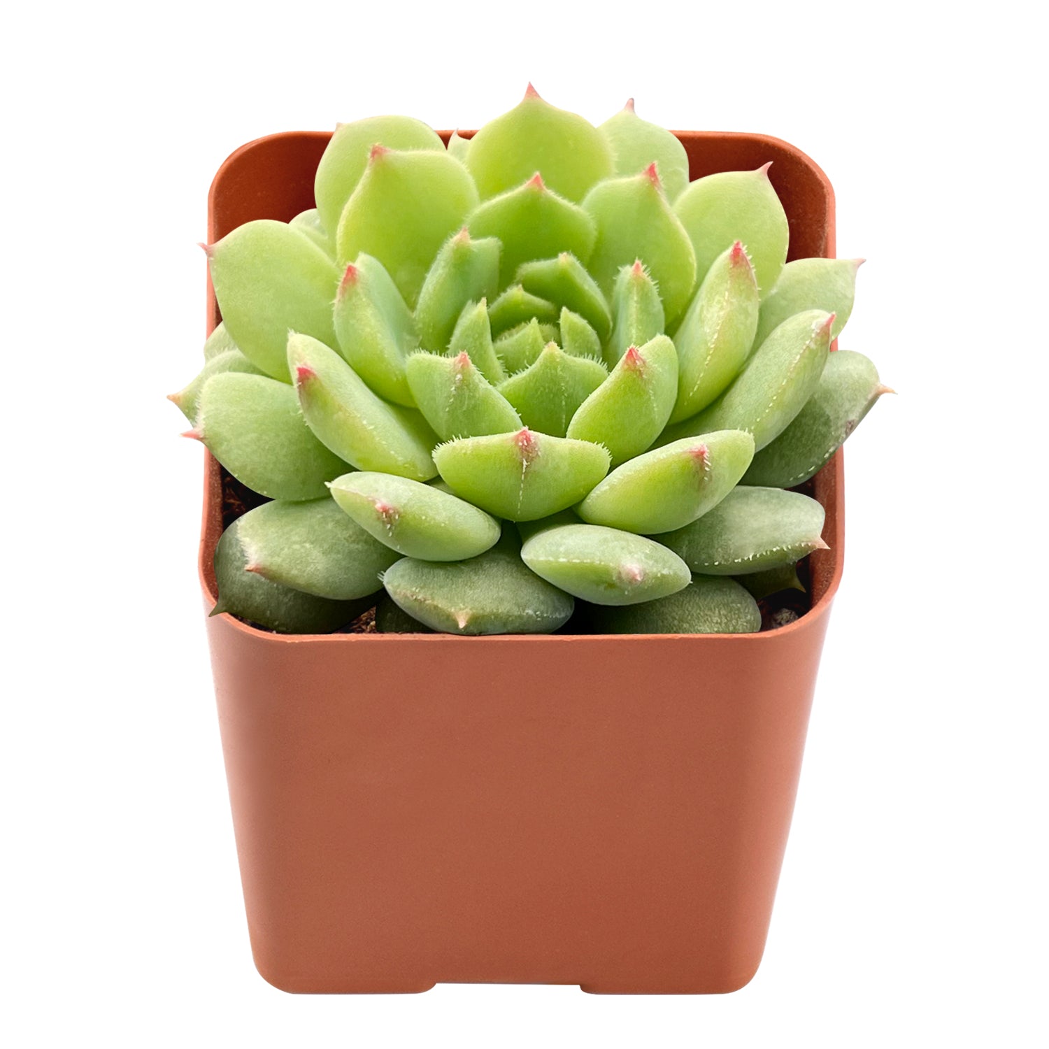 echeveria dondo succulent Echeveria Dondo – Thenextgardener