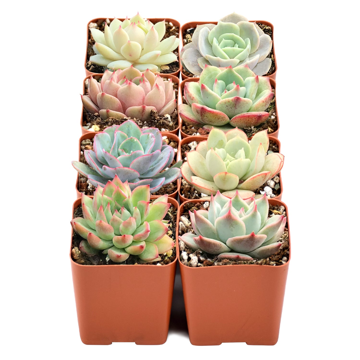 types of rosette succulents 8 Varieties of Rosette Succulents for Beginners