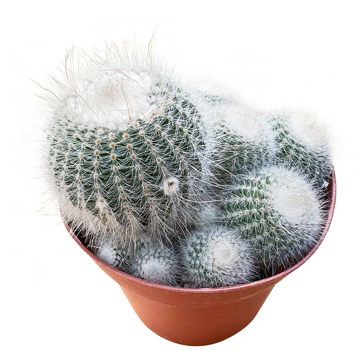 Parodia scopa / Silver Ball Cactus (4 inch)
