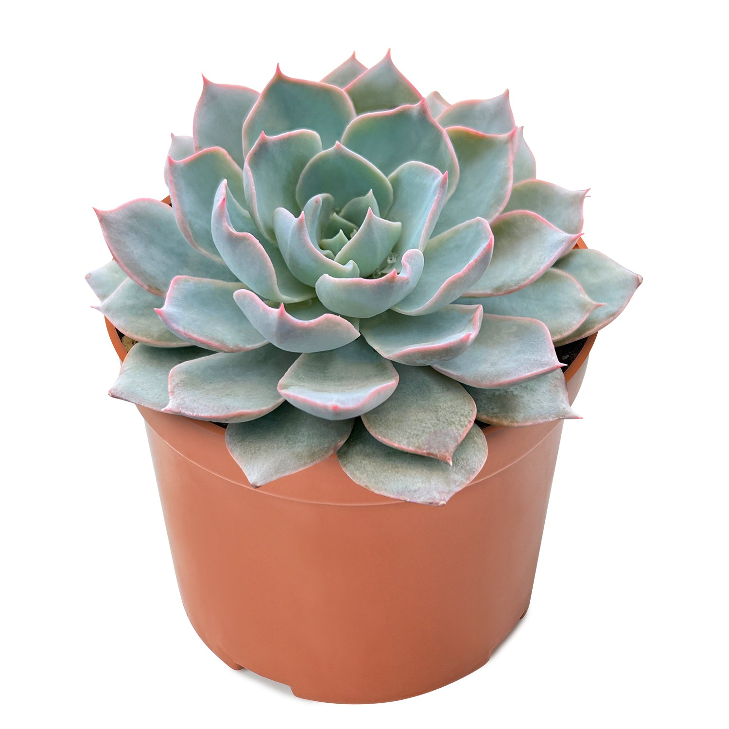 desmetiana succulent Echeveria Desmetiana de Smelt (4 inch) Multi-head