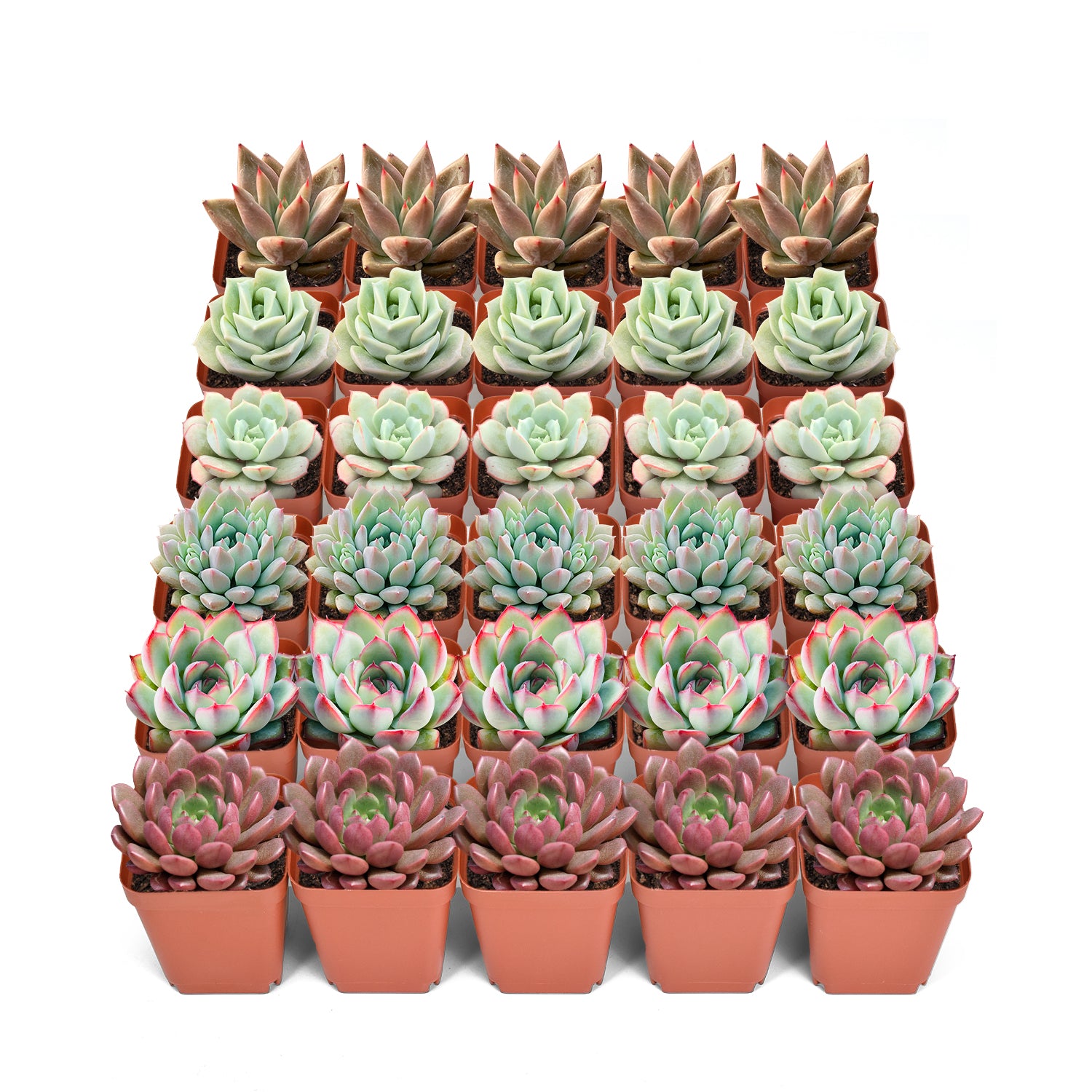 plants online succulents 30 Assorted Rosettes Succulents