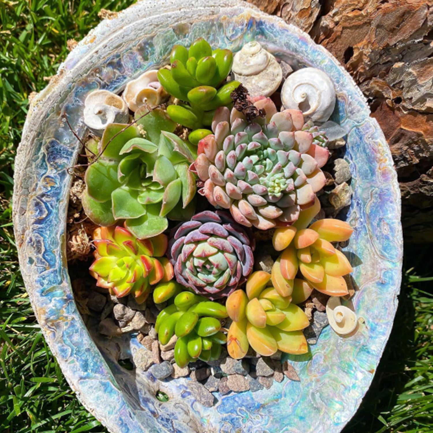 golden glow succulent Sedum 'Golden Glow' / Sedum adolphi 'Golden Glow' – Thenextgardener
