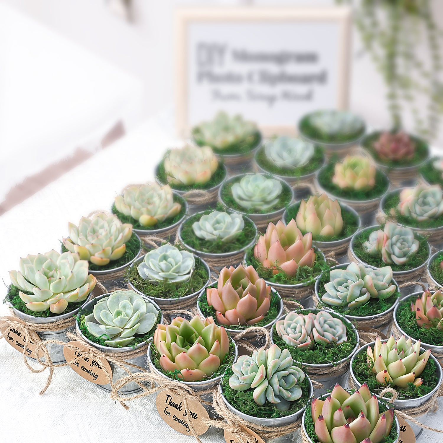Succulent Cactus Baby Shower Seed Packets Favors