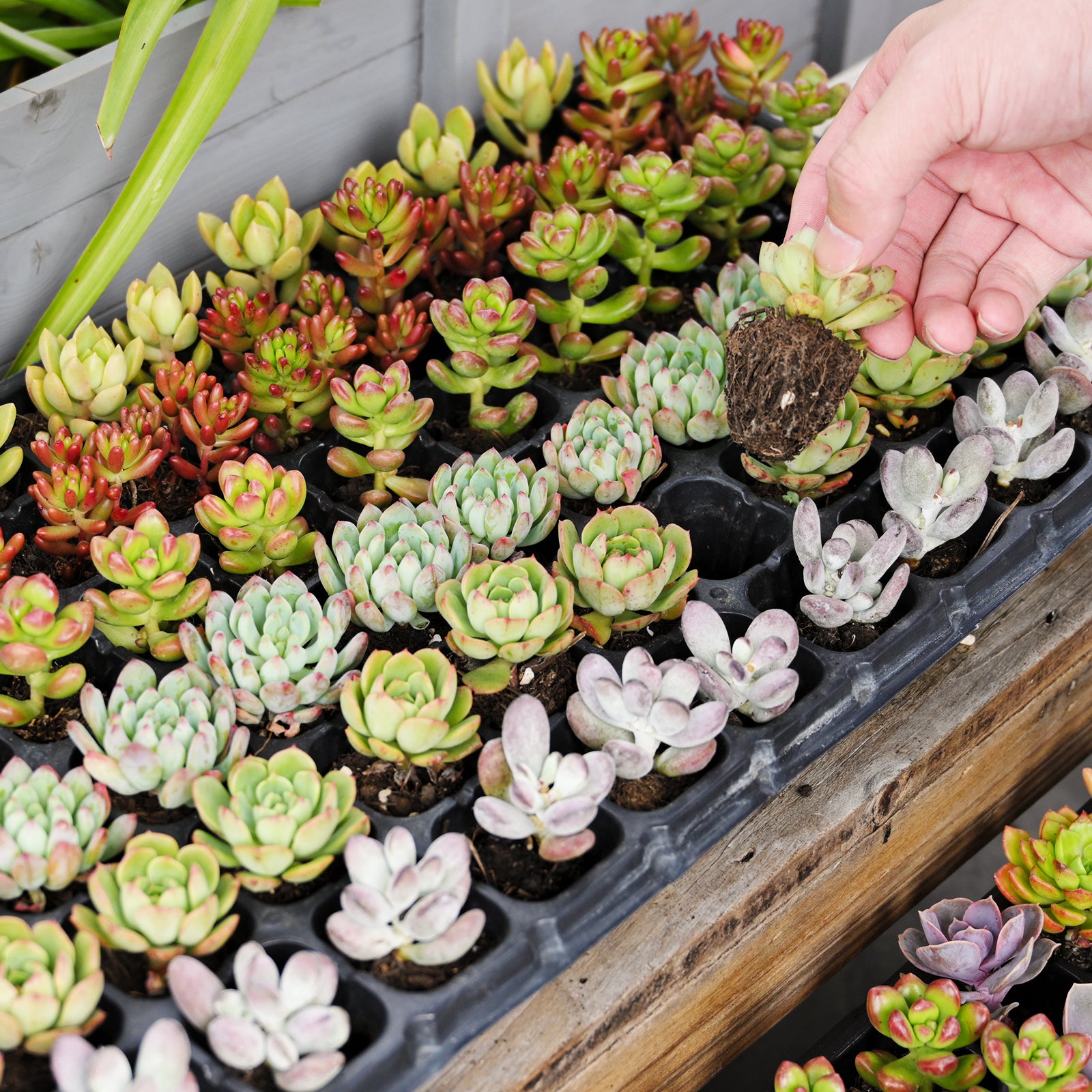 succulent suppliers Assorted Succulent 72 Plug Tray (6 Varieties)