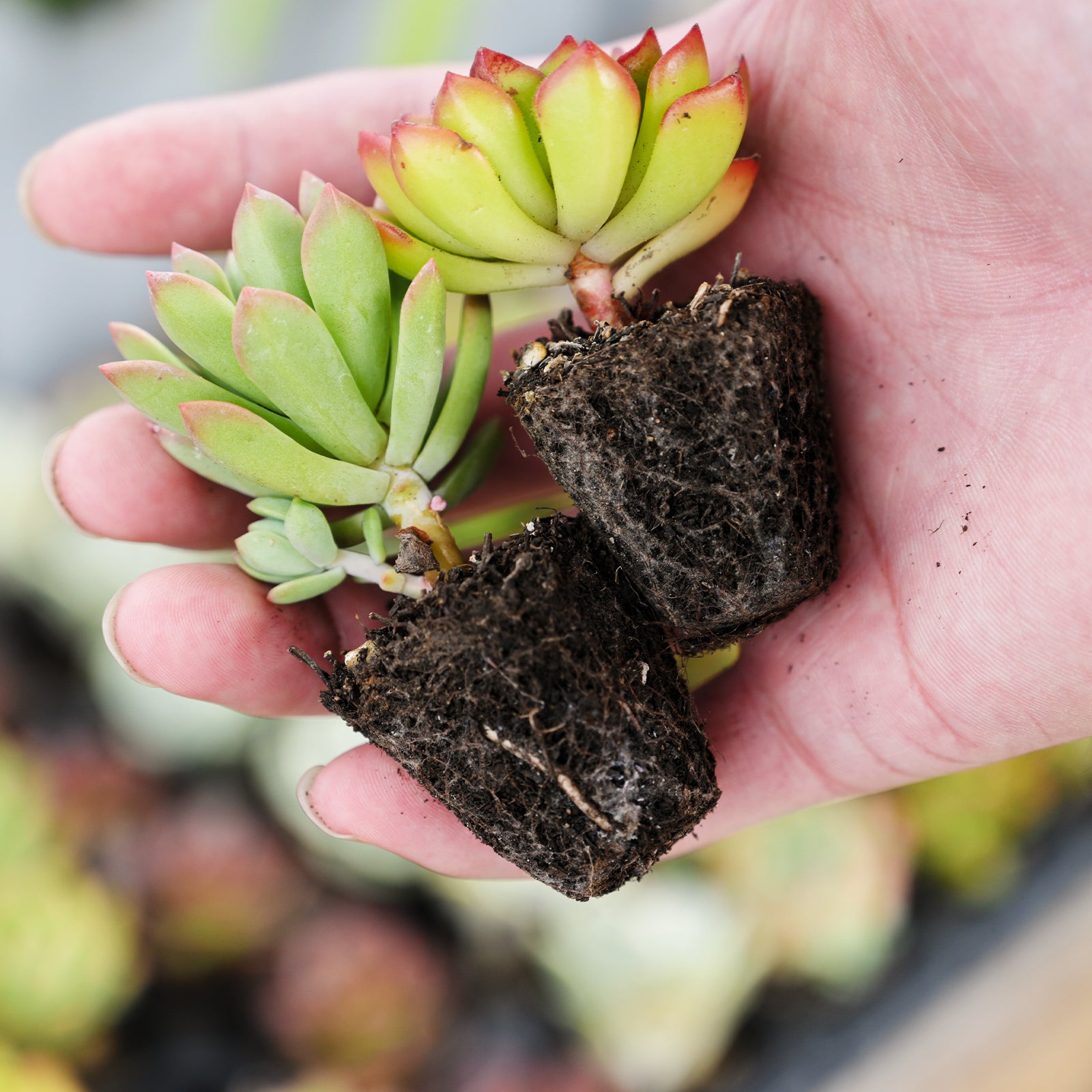 succulent plug plants 10 Assorted Succulent Plugs (10 Varieties)