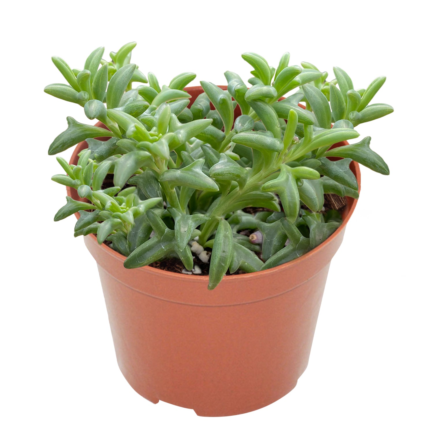 succulent plant string of dolphins String of Dolphins/Senecio Peregrinus (4 inch)
