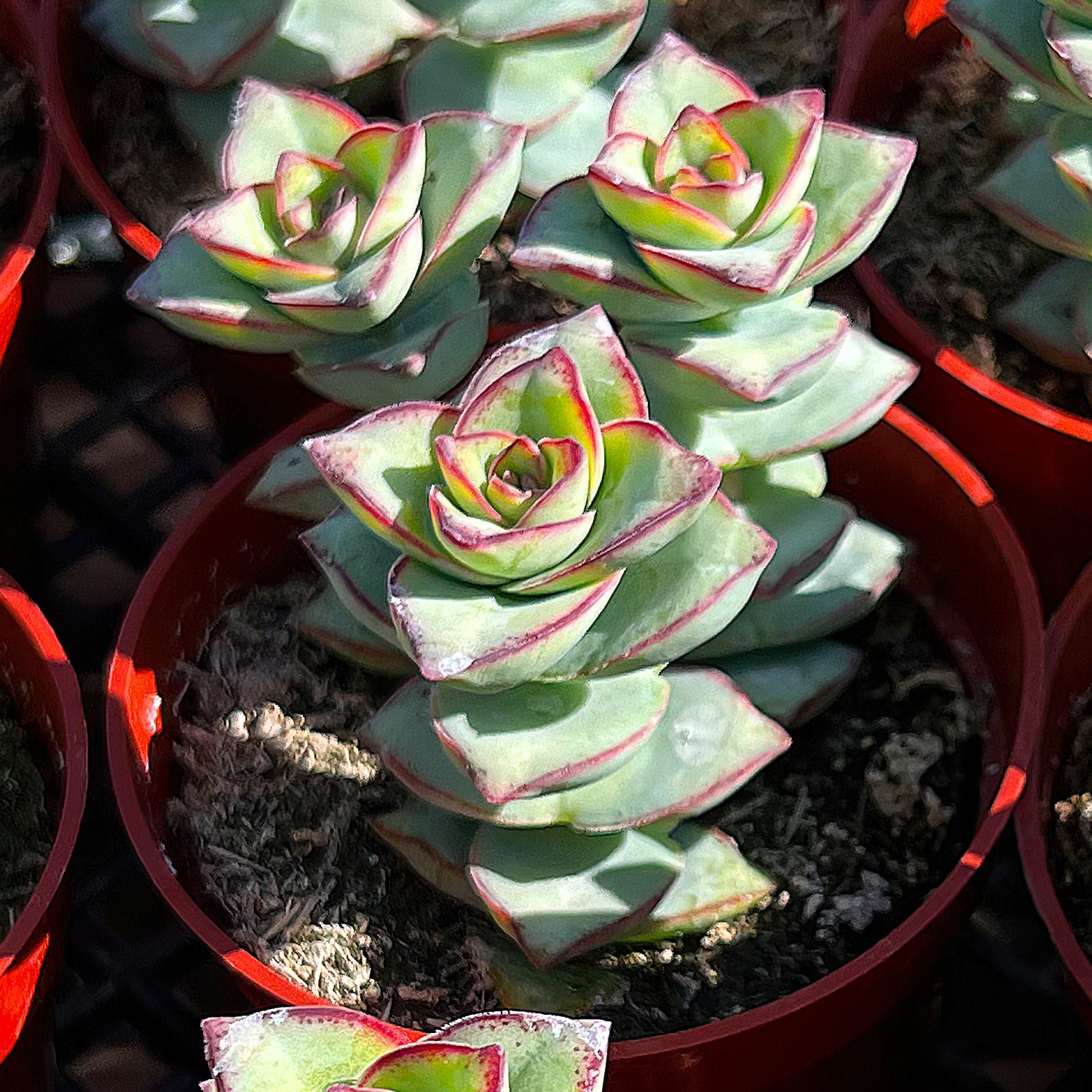 ebay succulent plants Crassula Perforata Subsp. Perforata (4 inch) 1 Plant / Green striped pot