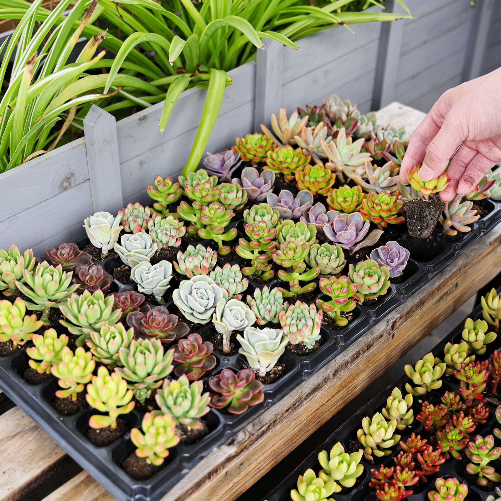 succulent trays for sale Assorted Succulent 72 Plug Tray (12 Varieties)