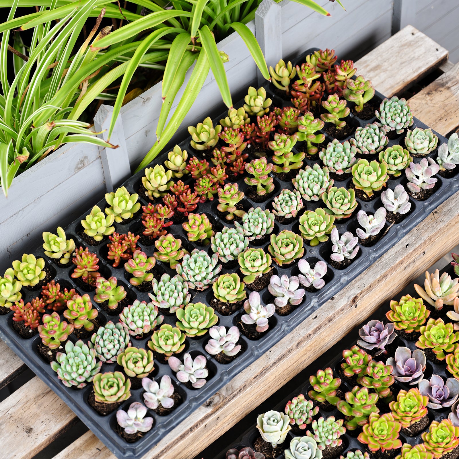 succulent plug plants Assorted Succulent 72 Plug Tray (6 Varieties)