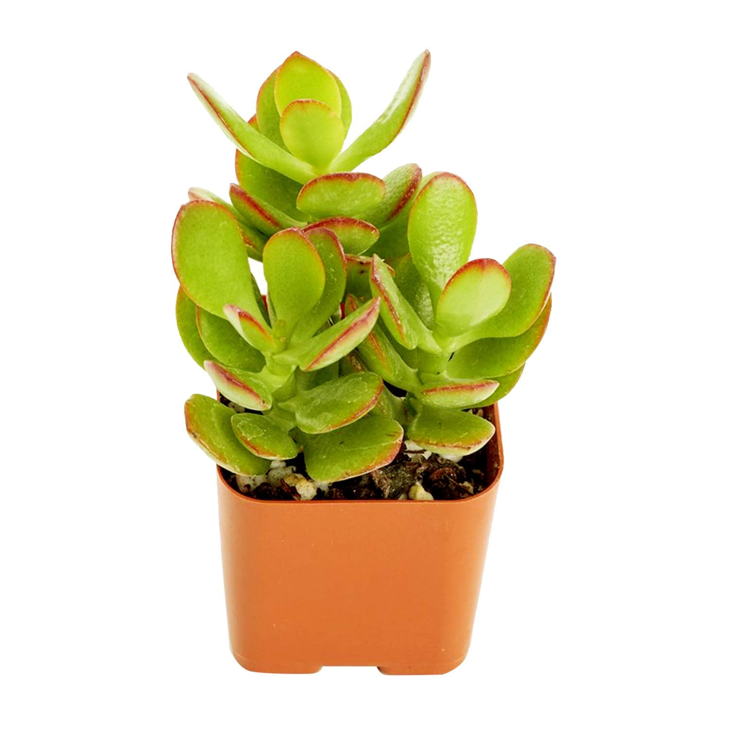 jade plant pink Crassula ovata 'Pink Beauty' (Pink Jade Plant)