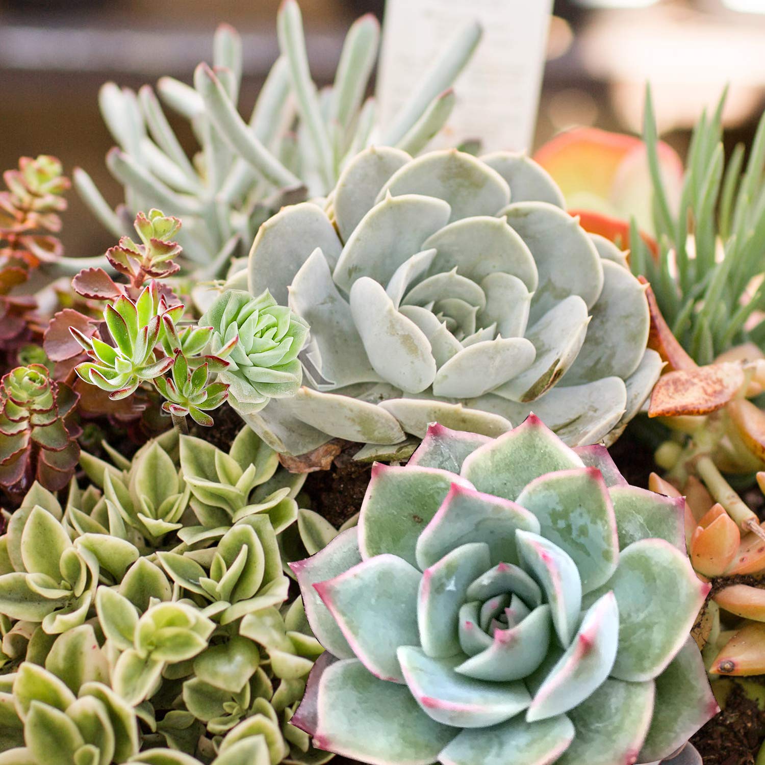 light green succulent with pink tips Echeveria 'Pink Tips' 50 Plants