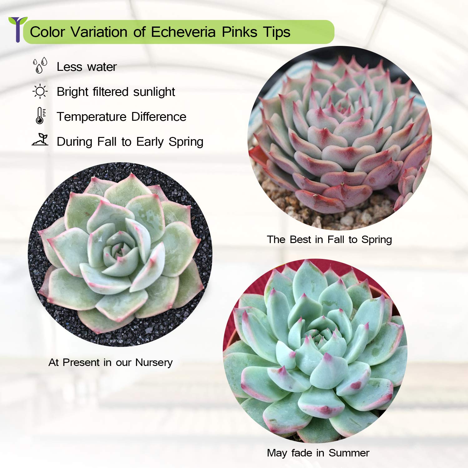 succulent with pink edges Echeveria 'Pink Tips' 50 Plants