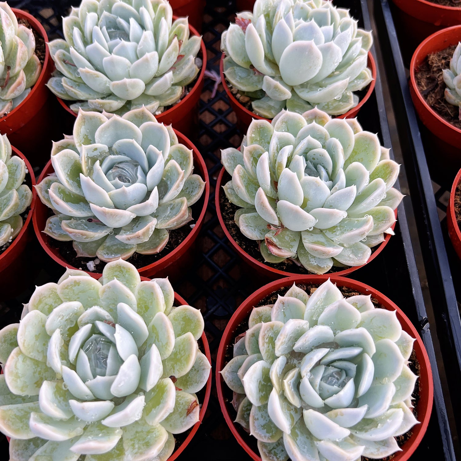 mexican snowball succulent flowers Echeveria Elegans (Mexican Snowball) (4 inch) Multi-head / Nursery pot