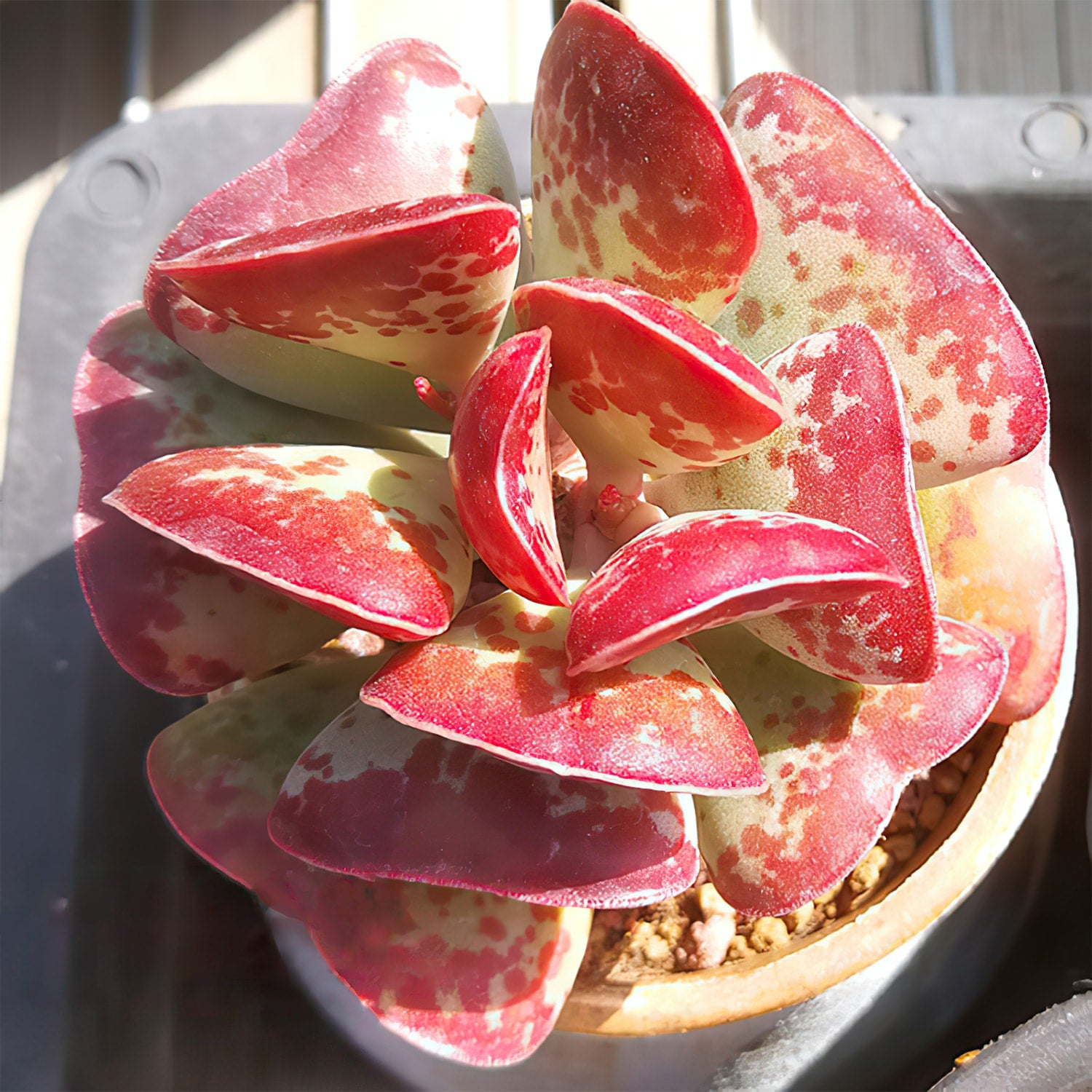 calico hearts succulents Adromischus triflorus 'Calico Hearts' 10 Plants