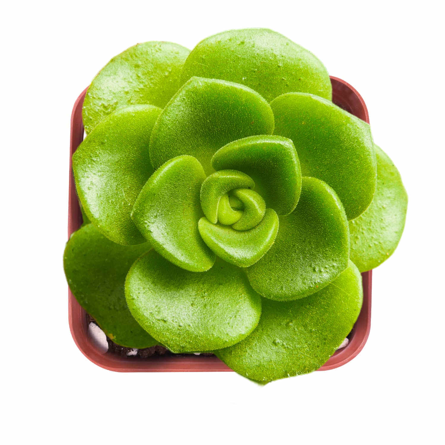 lily pad succulent Aeonium Lily Pad