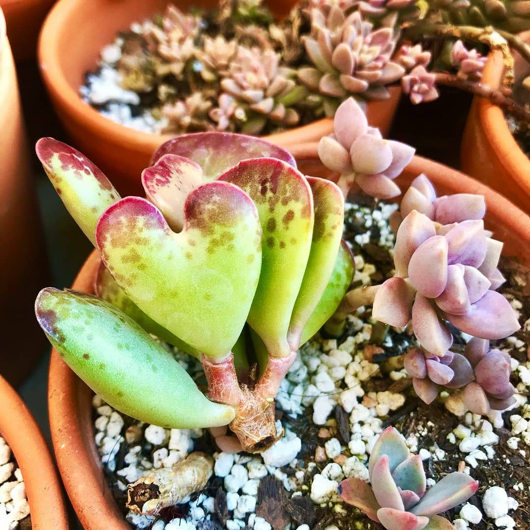 calico hearts succulent care Adromischus triflorus 'Calico Hearts' 10 Plants