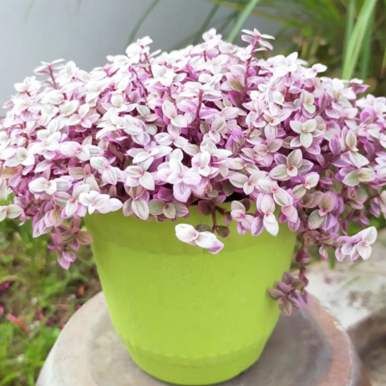 pink lady succulent care Callisia Repens 'Pink Lady', Grounded Cover Succulent Plant, Perennial Vines