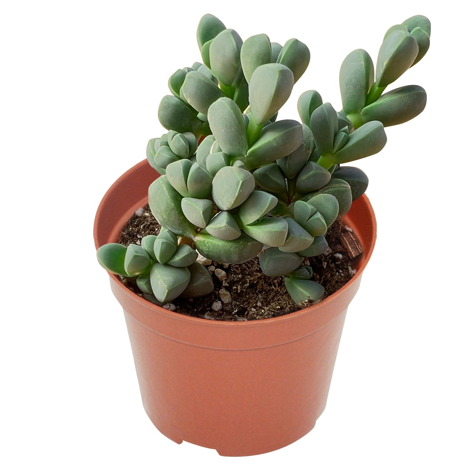 indoor ice plant Corpuscularia lehmannii - Ice Plant (4 inch)