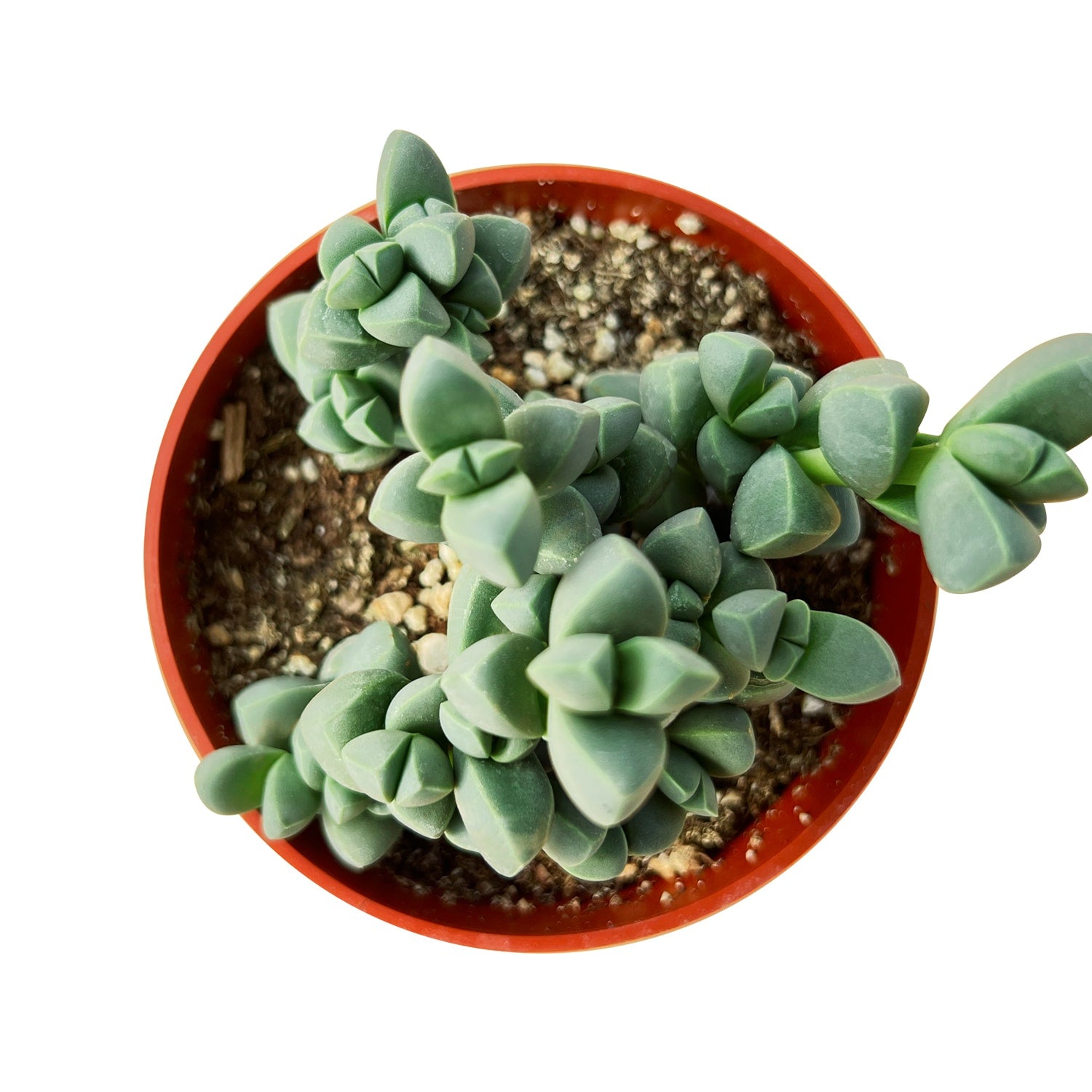 indoor ice plant Corpuscularia lehmannii - Ice Plant (4 inch)