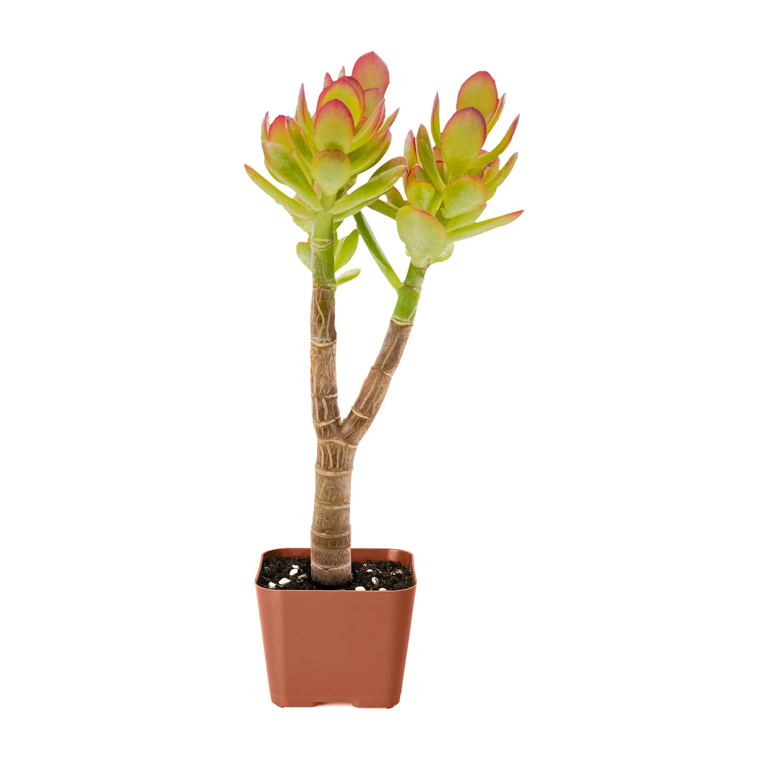 crosby red jade plant Crassula Ovata Crosby’s Compact(Dwarf Jade Plant), 10''-12''