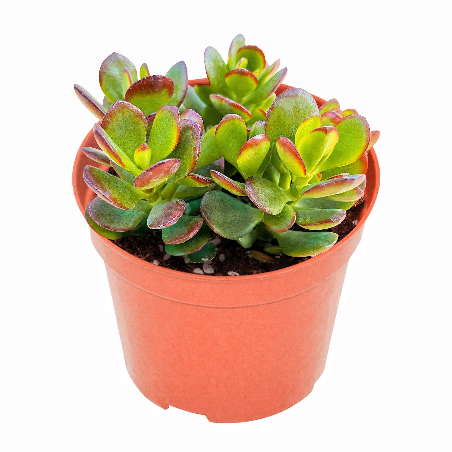 jade crosby plant Crassula Ovata Crosby’s Compact/Dwarf Jade Plant (4 inch)