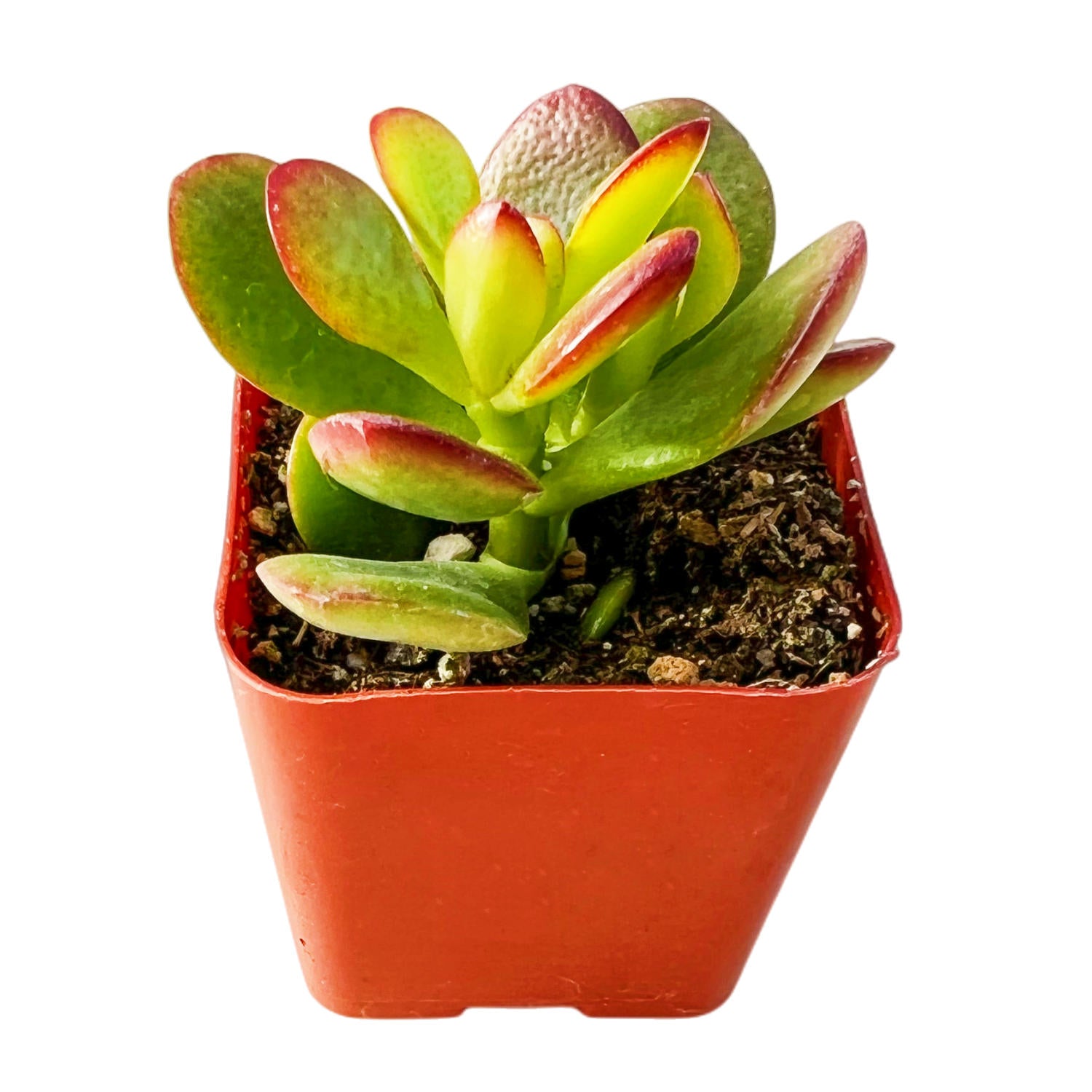 jade plant with red leaves Crassula Ovata Crosby's Compact (Dwarf Jade Plant) Little – Thenextgardener