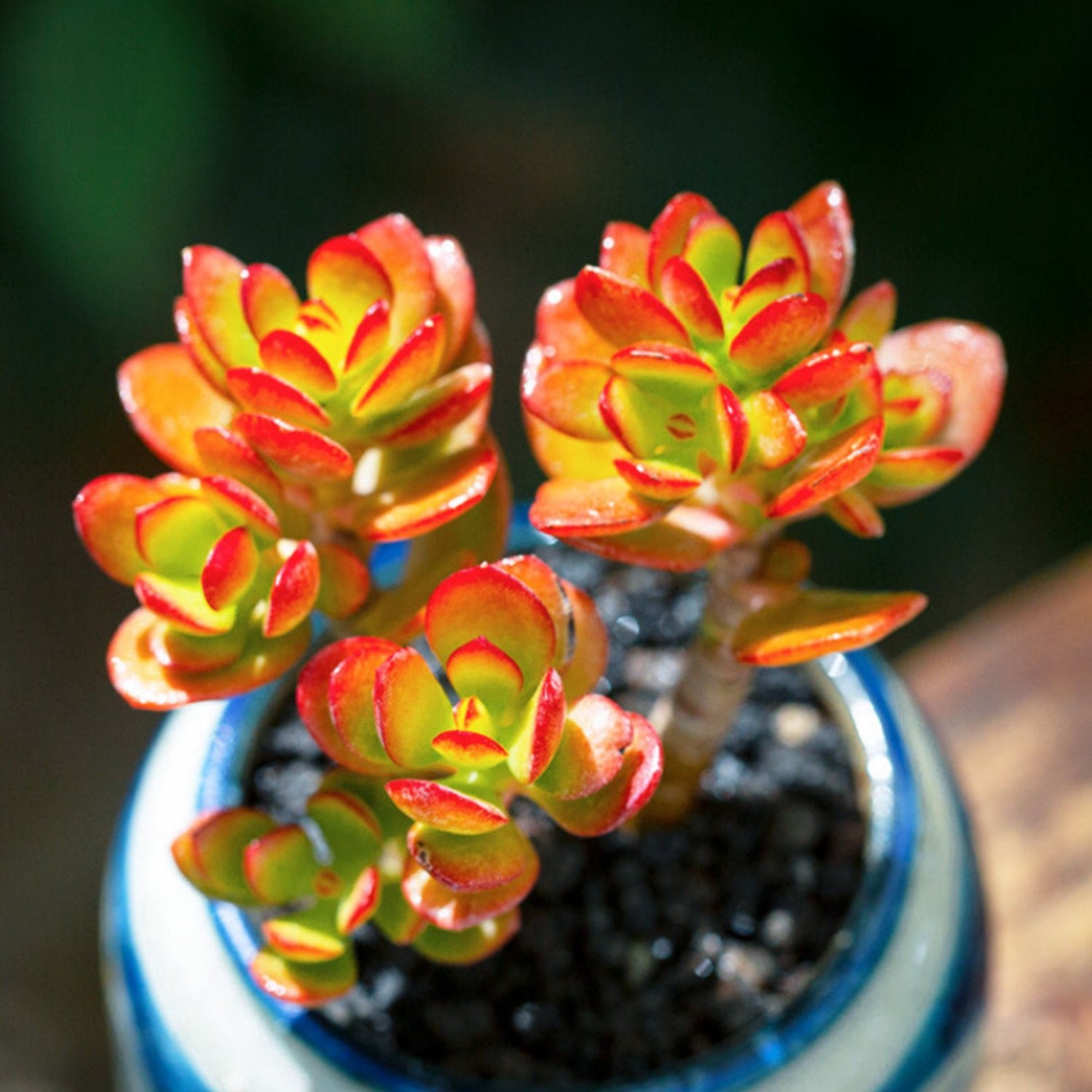 compact mini jade succulent Crassula Ovata Crosby's Compact (Dwarf Jade Plant) Little 10 Plants