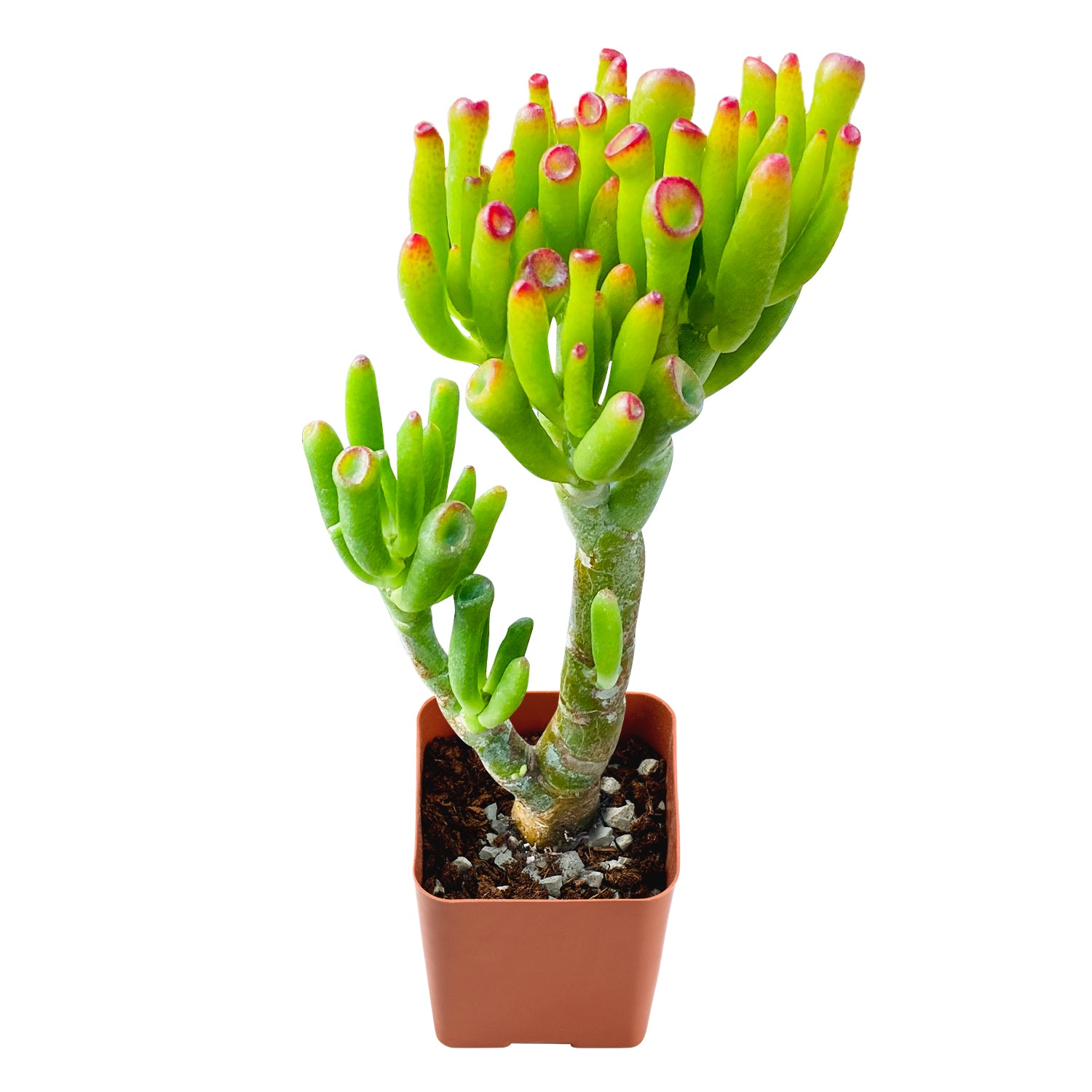 gollum crassula succulent Crassula Ovata 'Gollum'