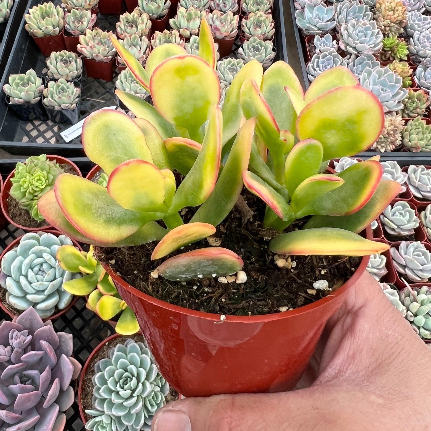 Crassula Ovata 'Hummel Sunset' (4 inch) 10 Plants / Vintage Pot