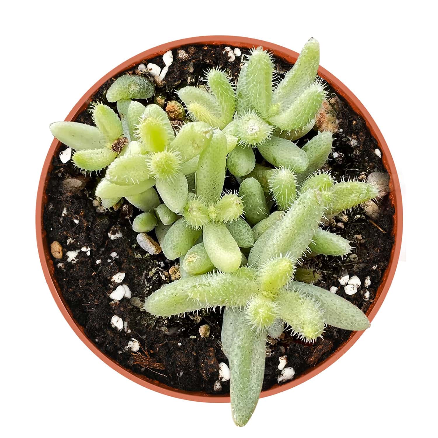 is a pickle plant a succulent Delosperma Echinatum 'Pickle Plant' Variegata (4 inch) – Thenextgardener